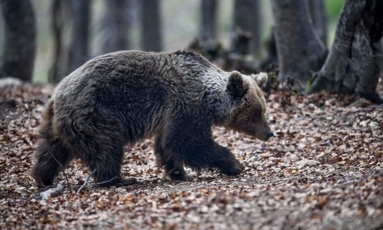 Χαλκιδική: Επανεμφανίστηκε στον Ταξιάρχη η αρσενική αρκούδα – Σε πανικό οι κάτοικοι