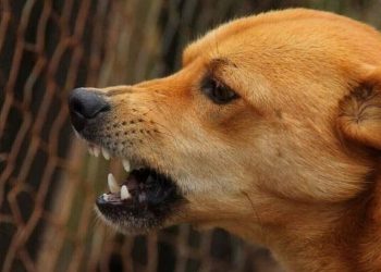 Βόλος: Περιπέτεια με αδέσποτο σκύλο για μια παρέα στον πεζόδρομο των Αλυκών