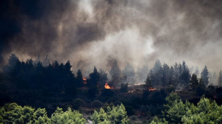 Φωτιά σε δάσος στα Στουρναραίϊκα | Δύσκολη η πρόσβαση στην εστία