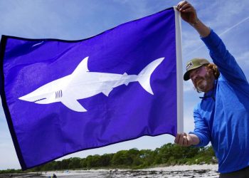 Επίθεση από καρχαρία: Πώς μπορούμε να την αποφύγουμε – «Γκουρού» συμβουλεύουν