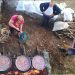 Πρωταυγουστιά στην Κρανιά
