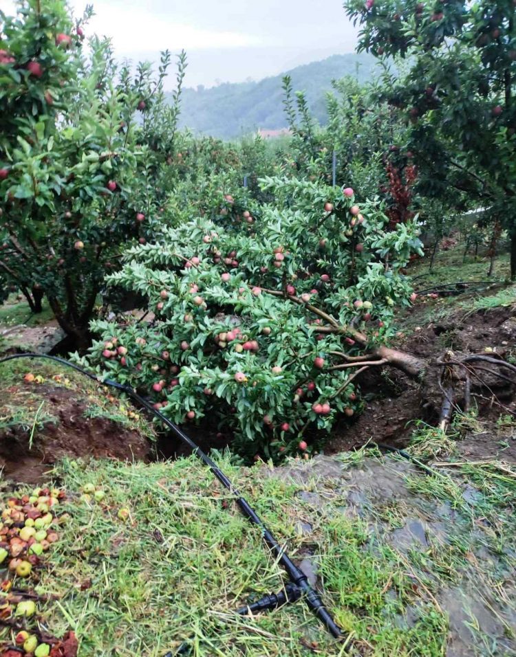 ΑΓΡΟΤΙΚΟΣ ΣΥΝΕΤΑΙΡΙΣΜΟΣ ΖΑΓΟΡΙΝ: ΚΡΙΝΕΤΑΙ Η ΕΠΙΒΙΩΣΗ ΜΑΣ