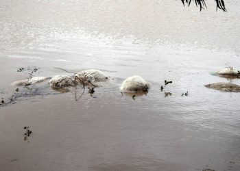 Χιλιάδες νεκρά ζώα στη Θεσσαλία-Άρχισε η περισυλλογή