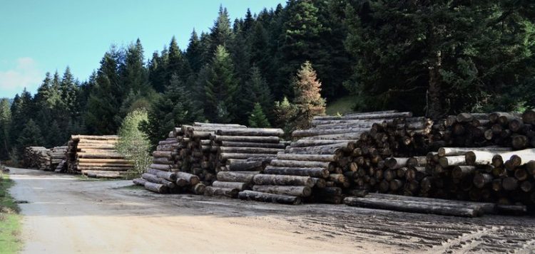 Να συνεχιστεί η συνεργασία του ΑΠΘ με τους Δασικούς Συνεταιρισμούς Περτουλίου