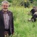 Ο κτηνοτρόφος που διασώζει στη φάρμα του στην Καλαμπάκα ελληνικές αρχέγονες φυλές ζώων