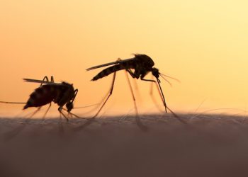 Ιατρικός Σύλλογος Τρικάλων: Άμεση ανάγκη ψεκασμών για κουνούπια