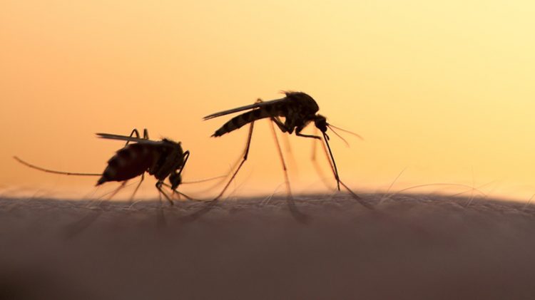 Ιατρικός Σύλλογος Τρικάλων: Άμεση ανάγκη ψεκασμών για κουνούπια