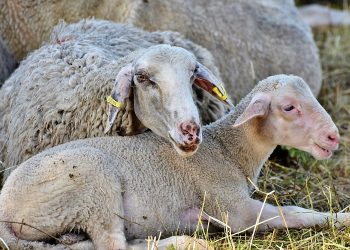 Μόλις το 20% της παραγωγής ζωικού κεφαλαίου του Νομού Τρικάλων θα επιστρέψει στην παραγωγή