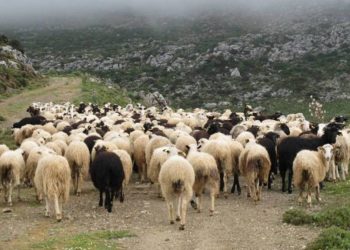 Αιτήματα στον Δήμο Τρικκαίων για ζωοτροφές σε κτηνοτρόφους