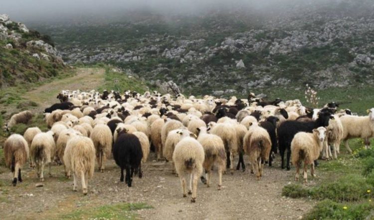 Αιτήματα στον Δήμο Τρικκαίων για ζωοτροφές σε κτηνοτρόφους