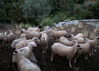 Μαγνησία: Πρόβατα φέρονται να έφαγαν 100 κιλά κάνναβης και… την άκουσαν