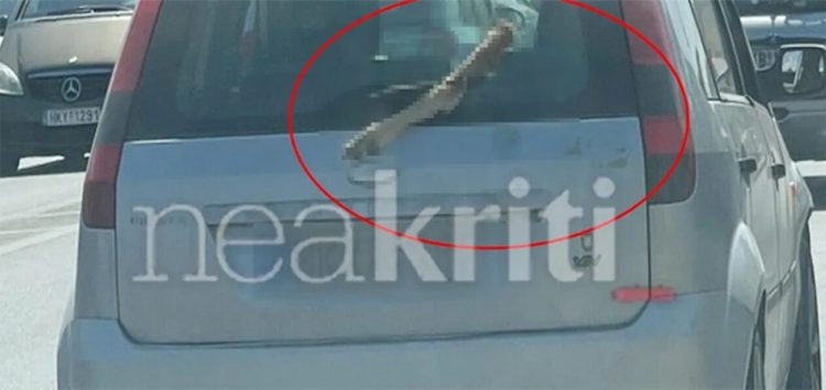 Φρίκη στο Ηράκλειο: Κυκλοφορούσε με ένα πόδι κατσίκας στο παρμπρίζ του αυτοκινήτου του