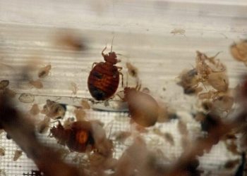 Κοριοί: Οι 5 λόγοι που οδήγησαν στην έξαρση – Πώς καταπολεμούνται