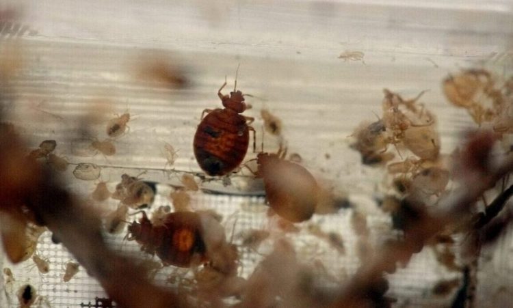 Κοριοί: Οι 5 λόγοι που οδήγησαν στην έξαρση – Πώς καταπολεμούνται