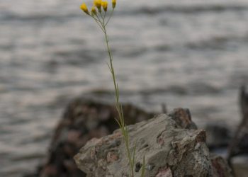 Τα ζώδια που θα πρέπει να επιμείνουν πολύ σήμερα, 28/10