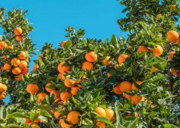 Βιταμίνη C: Τα σημάδια που δείχνουν ότι έχετε έλλειψη
