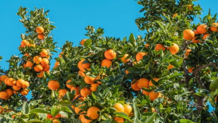 Βιταμίνη C: Τα σημάδια που δείχνουν ότι έχετε έλλειψη