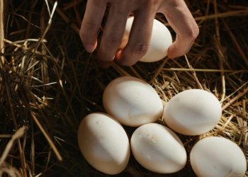 Μπορείς να αποθηκεύσεις τα αυγά στην κατάψυξη;