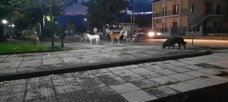 Αγέλες αδέσποτων σκύλων… κατέλαβαν το Μεγάλο Κεφαλόβρυσο-Σε απόγνωση οι κάτοικοι