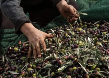 Μυστήριο με την εξαφάνιση 80 τόνων ελαιόλαδου στη Χαλκιδική – Μπαράζ κλοπών σε όλη τη χώρα