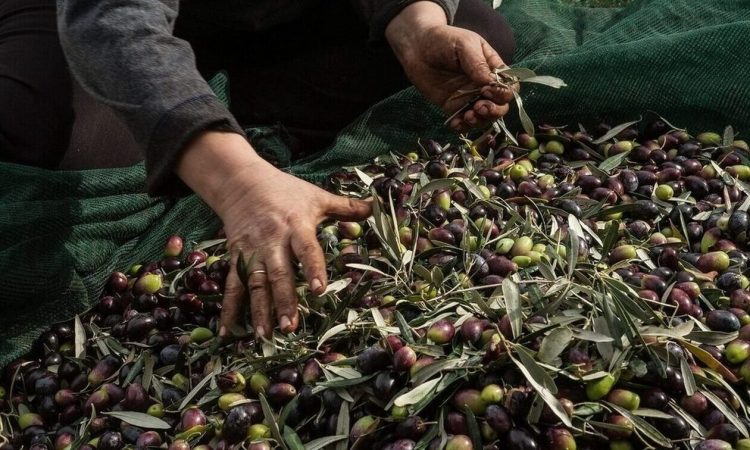 Μυστήριο με την εξαφάνιση 80 τόνων ελαιόλαδου στη Χαλκιδική – Μπαράζ κλοπών σε όλη τη χώρα