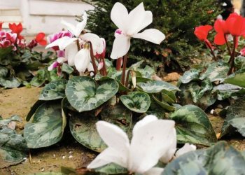 Ο Δήμος Τρικκαίων ενισχύει την αισθητική της Πόλης