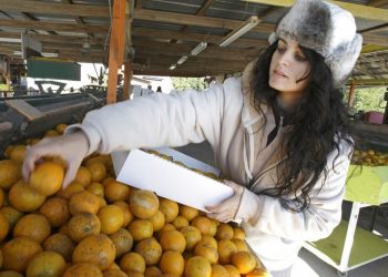 «Πικρά» και τα πορτοκάλια: Κερδοσκόποι, κλιματική αλλαγή και ασθένειες εκτοξεύουν τις τιμές