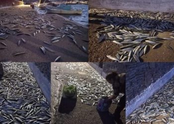 Σαρδέλες βγήκαν στη στεριά για να γλιτώσουν – Απίστευτο θέαμα στην Άνδρο