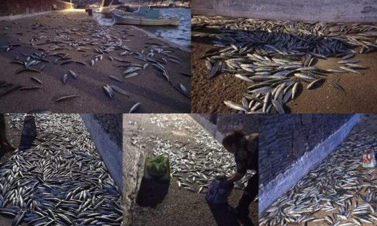 Σαρδέλες βγήκαν στη στεριά για να γλιτώσουν – Απίστευτο θέαμα στην Άνδρο