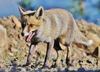 Πάτρα: Κτηνωδία με αλεπού στο Πουρναρόκαστρο – Σκληρές εικόνες