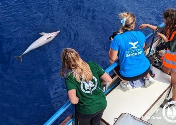 Σχηματίστηκε δικογραφία για τη θανάτωση ζωνοδέλφινων στο Βορειοανατολικό Αιγαίο