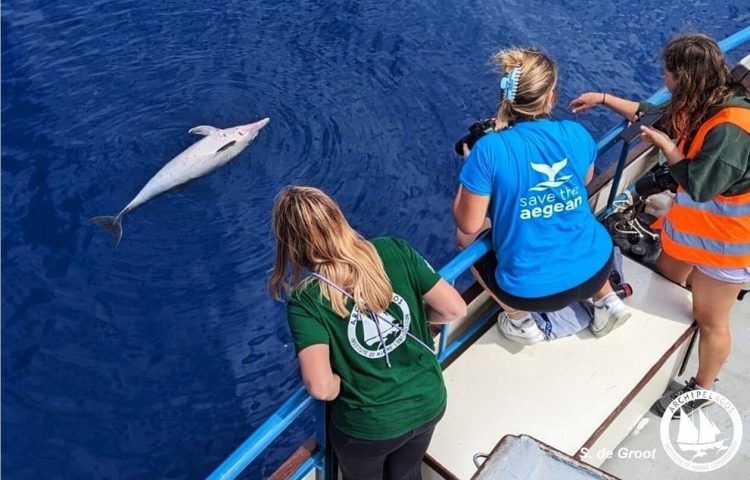 Σχηματίστηκε δικογραφία για τη θανάτωση ζωνοδέλφινων στο Βορειοανατολικό Αιγαίο