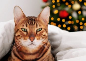 Τα ζώδια που θα είναι… αλλού, σήμερα, 26/12