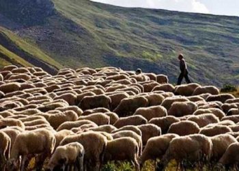 Εστία ευλογιάς του προβάτου στην Φθιώτιδα – Λήψη μέτρων στην Περιφέρεια Θεσσαλίας
