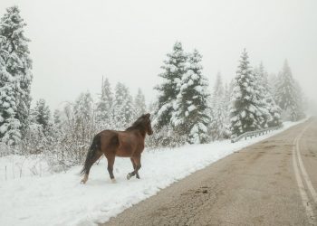 Μοναδικές εικόνες από το χιονισμένο Περτούλι -Ντύθηκαν τα πάντα στα «λευκά», παραμυθένιο σκηνικό