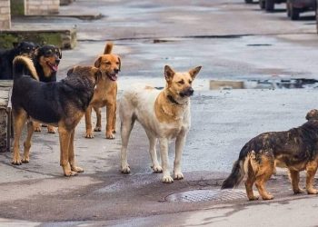 Ιωάννινα: Νέα επίθεση από αδέσποτα σκυλιά – Απόγνωση από τους κατοίκους