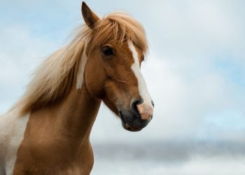Γρεβενά: Παρέμβαση εισαγγελέα για την κτηνωδία με τον τεμαχισμό τεσσάρων αλόγων