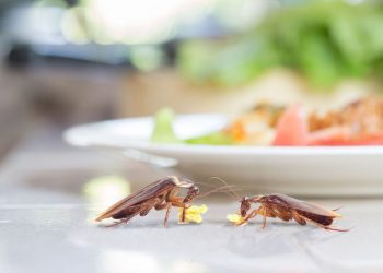 Γιατί δεν πρέπει να πατάτε τις κατσαρίδες