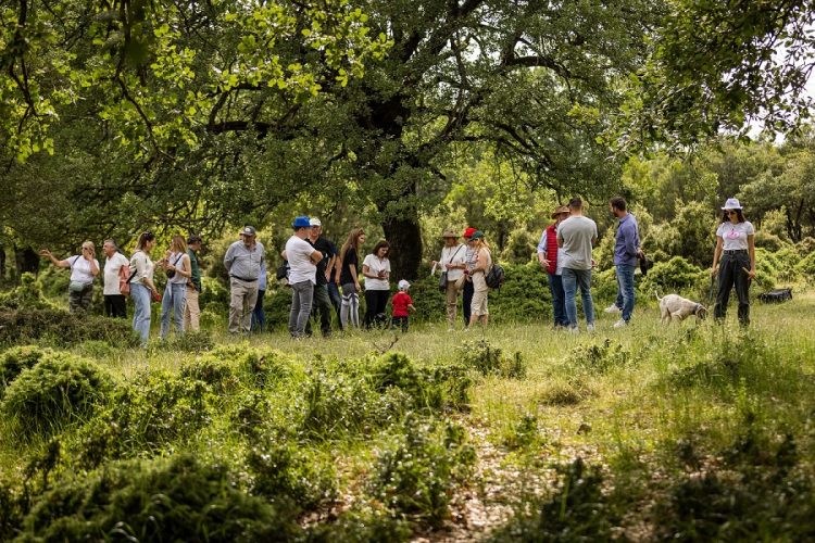 Στις 3 Μαρτίου ξεκινά το κυνήγι Τρούφας στα Μετέωρα