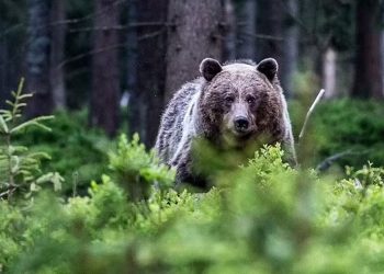 Σλοβακία: 31χρονη βρέθηκε νεκρή μετά από καταδίωξη από αρκούδα
