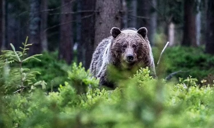 Σλοβακία: 31χρονη βρέθηκε νεκρή μετά από καταδίωξη από αρκούδα