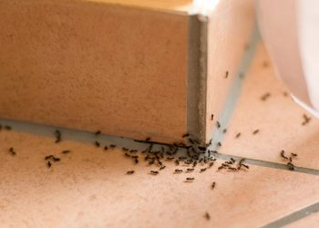 Φωλιές μυρμηγκιών στο σπίτι – Πώς να απαλλαγείτε τώρα την άνοιξη