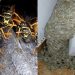 Πώς να απαλλαγείτε από σφήκες και σφηκοφωλιές στο σπίτι την άνοιξη