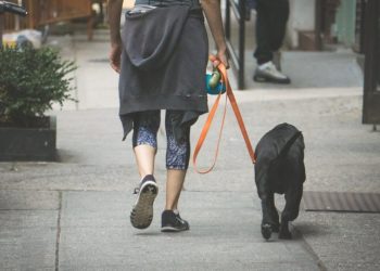 Ζητείται ΑΤΟΜΟ για φροντίδα κατοικιδίου με μερική απασχόληση (700€)