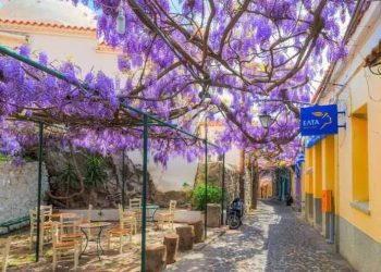 Μυτιλήνη: Ο στολισμένος με τα σαλκίμια, ανοιξιάτικος Μόλυβος