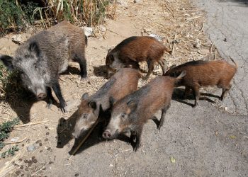 «Αποψιλώνουν» καλλιεργούμενες εκτάσεις για μια ακόμη χρονιά τα αγριογούρουνα