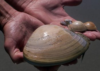 ΗΠΑ: Πρόστιμο 88.000 δολάρια σε μητέρα επειδή τα παιδιά της μάζεψαν κοχύλια