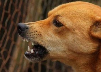 Μεσσηνία: Σκύλος επιτέθηκε σε 6χρονη και την τραυμάτισε στο πρόσωπο