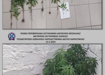 Κατασχέθηκαν -18- καλλιεργούμενα φυτά – δενδρύλλια κάνναβης