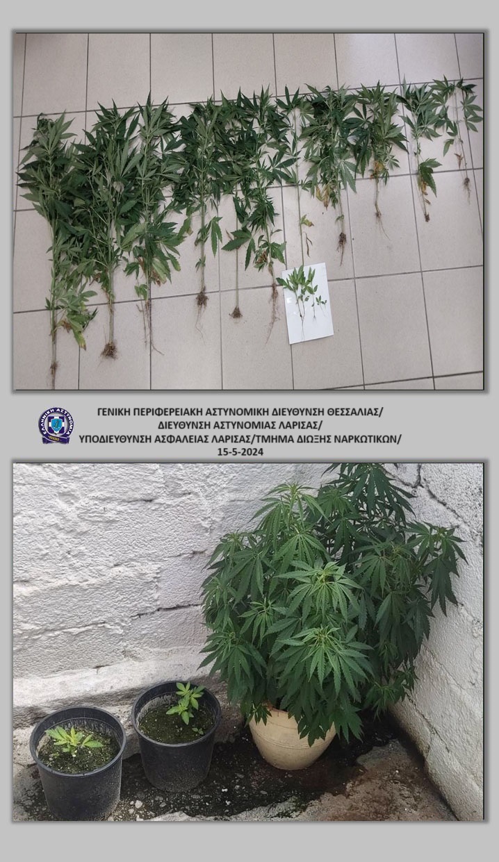 Κατασχέθηκαν -18- καλλιεργούμενα φυτά – δενδρύλλια κάνναβης